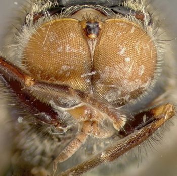 Media type: image;   Entomology 21980 Aspect: head frontal view